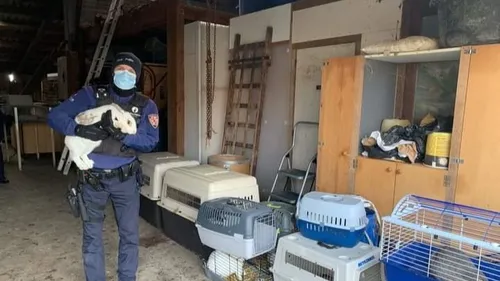 Belgique :  une quarantaine d’animaux retrouvés dans une ferme aux...